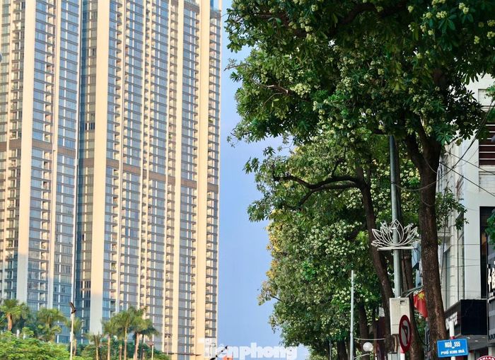 Hoa sữa được trồng trên nhiều tuyến phố Hà Nội như Đào Tấn, Nguyễn Du, Quán Thánh, Nguyễn Chí Thanh, Duy Tân, Trần Duy Hưng, Trung Hòa... Trong đó, phố Đào Tấn và Nguyễn Du có những hàng hoa sữa lâu năm, tán lá dày, tạo dấu ấn riêng cho cảnh quan và được nhiều người gọi là “phố hoa sữa”.