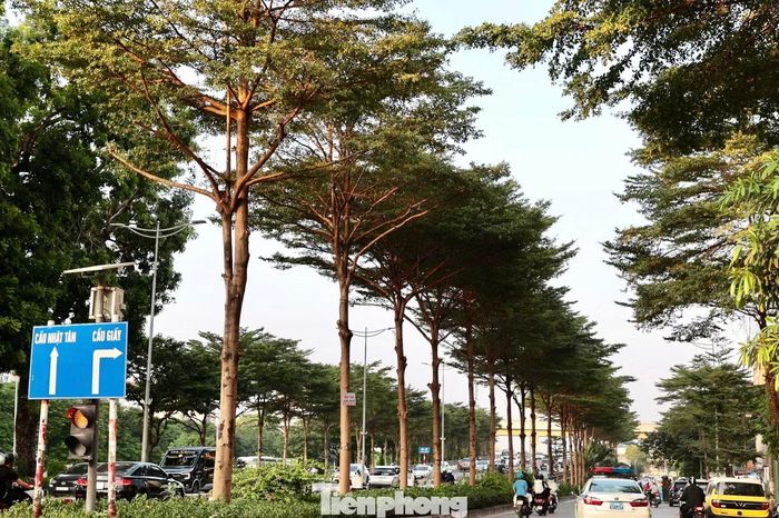 Những hàng bàng lá nhỏ (còn gọi là bàng Đài Loan) được trồng thẳng hàng trên nhiều tuyến phố Hà Nội như đường Láng, Kim Mã, góp phần tạo bóng mát và cảnh quan đồng bộ.