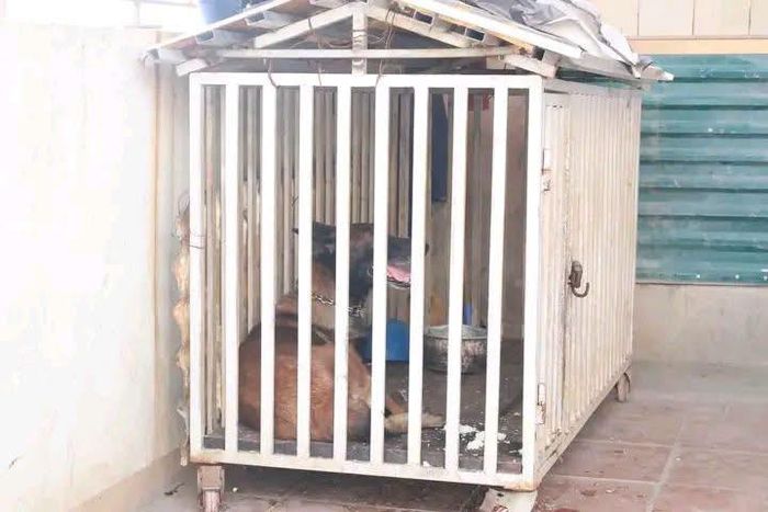 Chó nuôi được nhốt trong chuồng, bảo đảm quản lý vật nuôi tại hộ gia đình.
