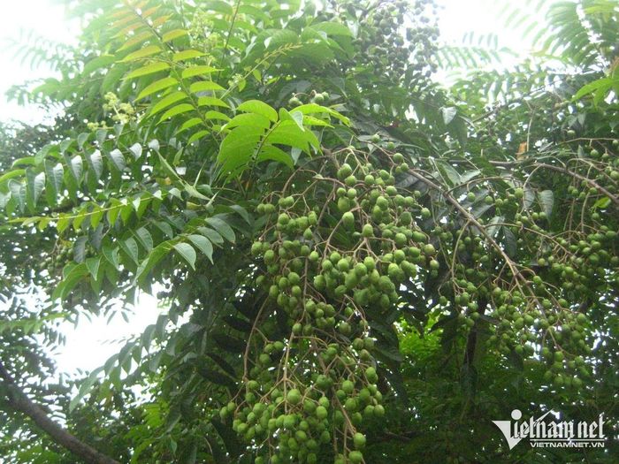 Cây dâu gia xoan. Ảnh: N. Huyền