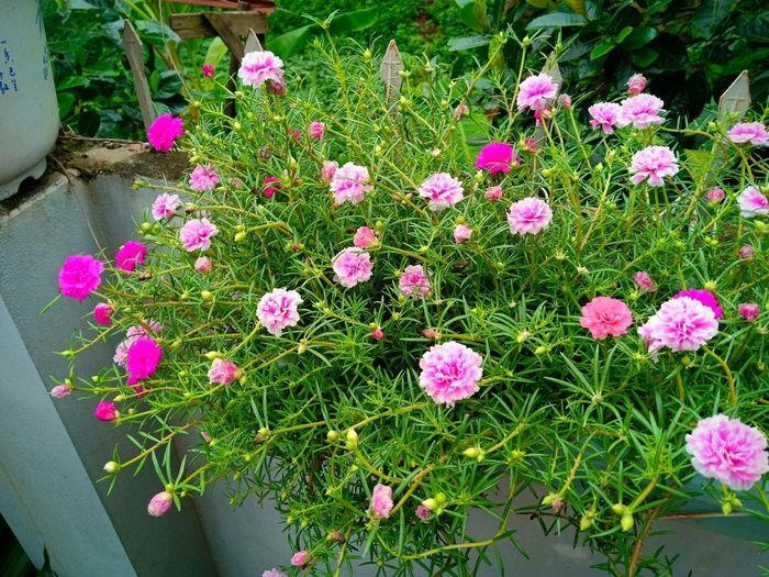 Hoa mười giờ mang  nhiều màu sắc rực rỡ.