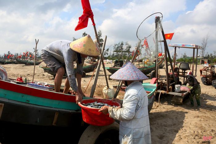 Sau một đêm lênh đênh trên biển, đến sáng, những con tàu đánh bắt hải sản của ngư dân trở về trong niềm vui trúng đậm cá mòi.