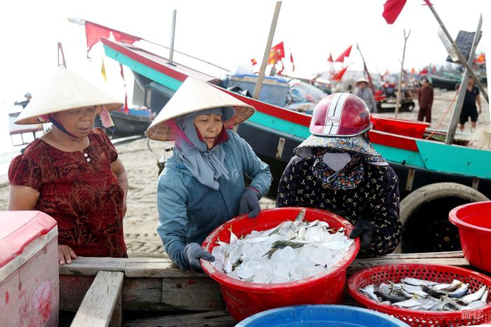 Cá mòi được đưa lên bờ bao nhiêu, các thương lái thu mua bấy nhiêu.