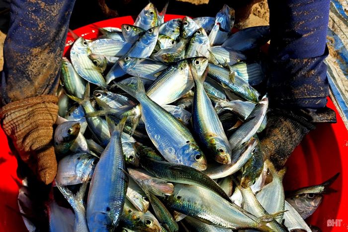  Cá mòi thuộc họ cá trích, có thân dẹt, vảy mỏng ánh bạc, thịt mềm, béo, giàu dinh dưỡng. 