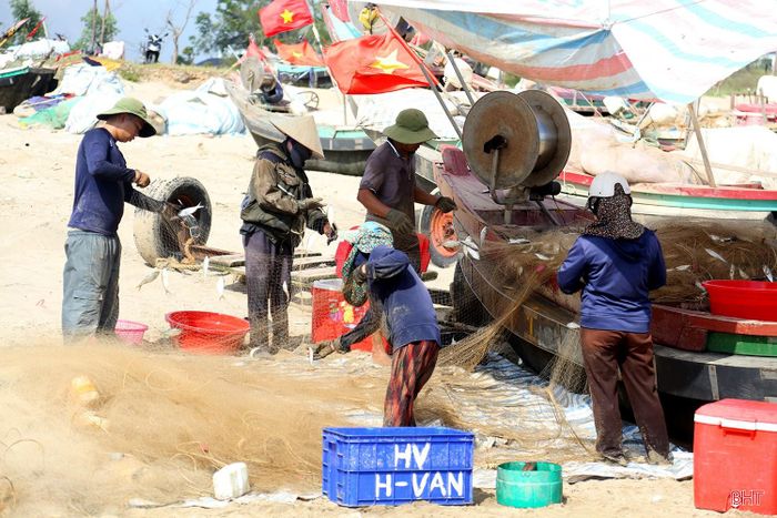Trước khi bán cho thương lái, ngư dân huy động nhân lực để tập trung gỡ cá.