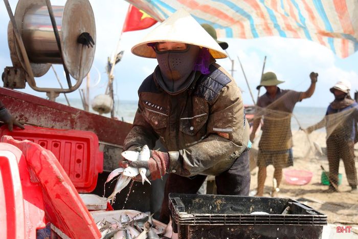  Chị Nguyễn Thị Vân - một thương lái cho biết: "Những ngày qua, nhiều tàu cập bến mang theo lượng lớn cá mòi. Tôi thu mua bình quân 3 - 5 tấn mỗi ngày để ướp đá mang đi tiêu thụ trong và ngoài tỉnh”. 