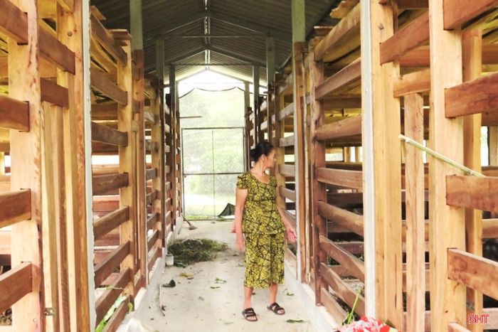 Gia đình bà Phong đã đầu tư hàng trăm triệu đồng để xây dựng hệ thống chuồng trại kiên cố.