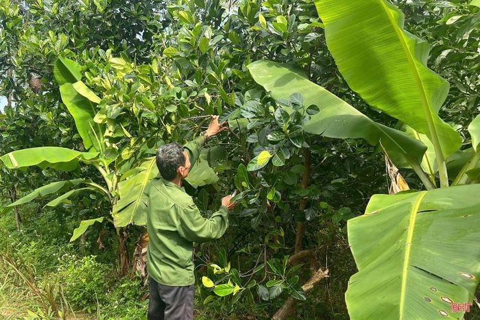 Nuôi hươu, người chăn nuôi tận dụng được nguồn thức ăn dồi dào từ vườn rừng.