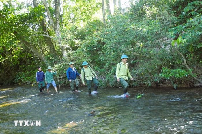 Lực lượng kiểm lâm tuần tra, bảo vệ rừng. (Ảnh: Xuân Tiến/TTXVN)