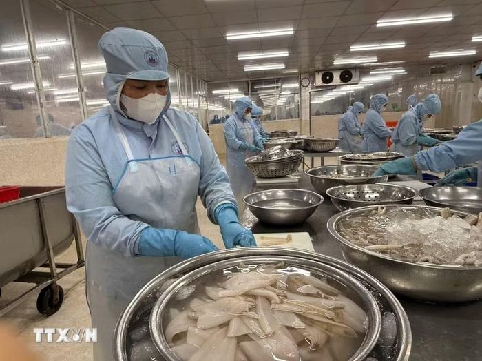 Chế biến sản phẩm cá đục xuất khẩu. (Ảnh: Hoàng Nhị/TTXVN)