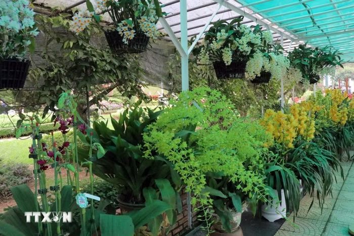 Hơn 3.000 tác phẩm hoa, bonsai, cây kiểng, non bộ tiểu cảnh tham gia Triển lãm trong khuôn khổ Festival Hoa Đà Lạt năm 2024. (Ảnh: Chu Quốc Hùng/TTXVN)