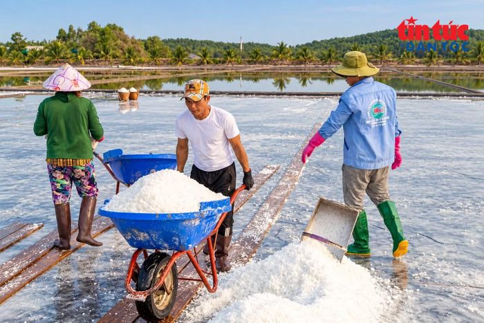 Nghề làm muối được phát triển thành sản phẩm du lịch TP Hồ Chí Minh.