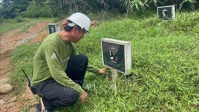 Khu mộ của gấu tại Trung tâm Cứu hộ gấu Việt Nam thuộc Vườn quốc gia Bạch Mã, thành phố Huế.