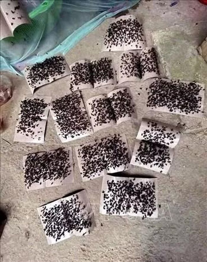 Những miếng keo dính ruồi đen kịt ruồi được người dân thôn Cốc Pảng, xã Du Già sử dụng để hạn chế ruồi nhặng xuất hiện dày đặc trong nhà. Ảnh: TTXVN phát