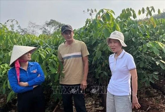 Đoàn phường Lộc Ninh, thành phố Đồng Nai hỗ trợ, đồng hành cùng đoàn viên thanh niên khởi nghiệp với mô hình sản xuất cao su giống.