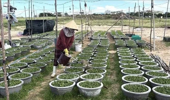 Nông dân phường Bình Kiến nỗ lực chăm sóc hoa cúc bán Tết.