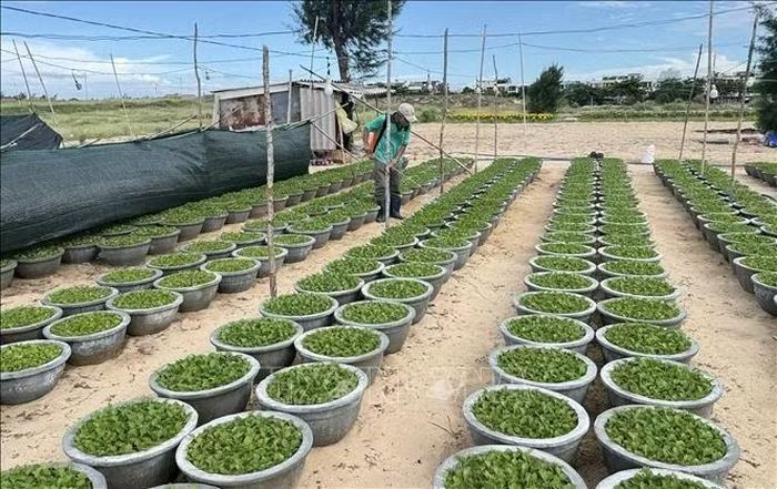 Nông dân phường Tuy Hòa chăm sóc hoa cúc kịp xuất bán dịp Tết.