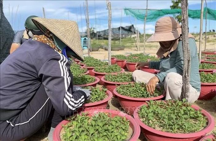 Nông dân tỉnh Đắk Lắk chăm sóc hoa cúc chuẩn bị bán dịp Tết.