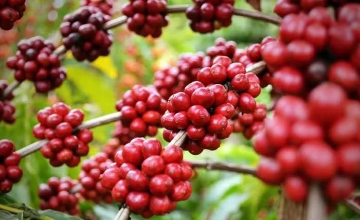 Giá cà phê trong nước hôm nay điều chỉnh giảm mạnh