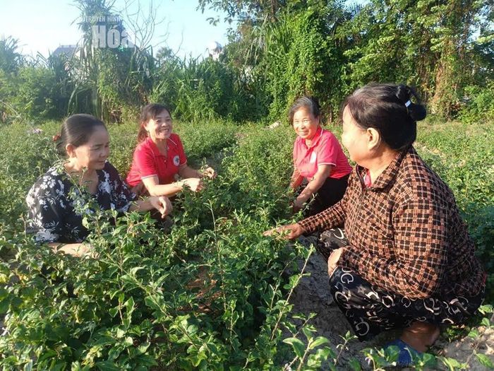 Từ nguồn vốn vay của Quỹ CLB LTHTGN, gia đình bà Lê Thị Oai (ngoài cùng bên phải), thôn Cẩm Tú, phường Đông Sơn từng bước mở rộng sản xuất, nâng cao thu nhập.