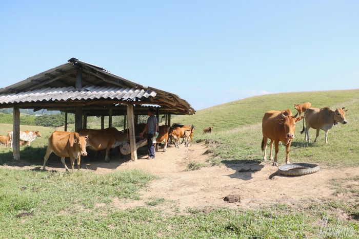 Chăn nuôi đại gia súc là một trong định hướng phát triển của xã Si Pa Phìn.