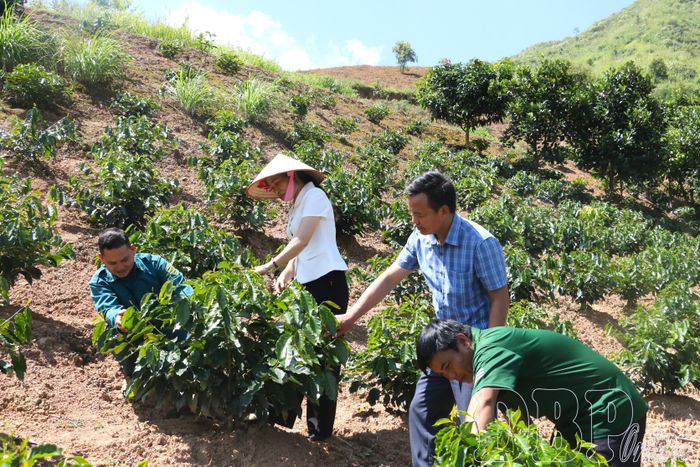 Lãnh đạo xã Si Pa Phìn thăm nương cà phê tại bản Long Dạo.