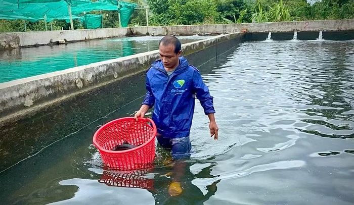  Khí hậu mát mẻ, nguồn nước tự nhiên là lợi thế để phát triển mô hình nuôi cá tầm tại Kon Pne. Ảnh: M.P 