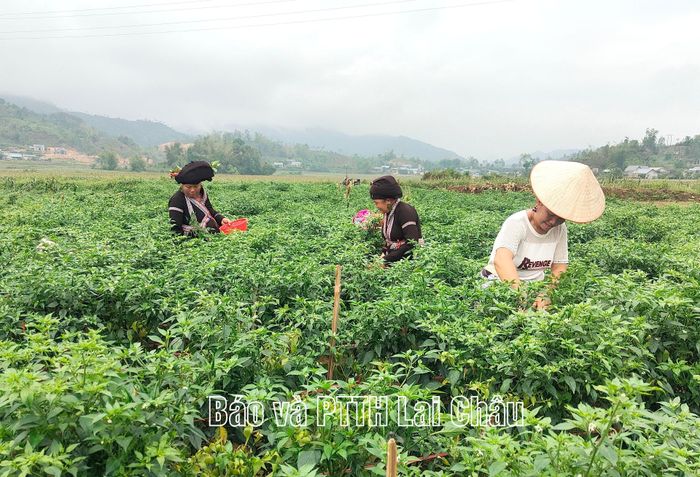 Nhân dân xã Bản Bo thu hoạch ớt.