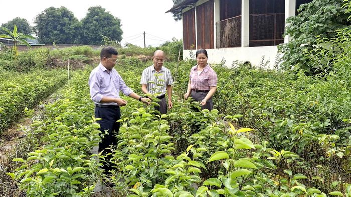 Cây lê VH6 được nhân giống tại Trung tâm Giống nông nghiệp tỉnh.