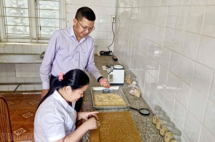 Kiểm tra chất lượng hạt giống lúa LC26 của vụ mùa năm 2026.