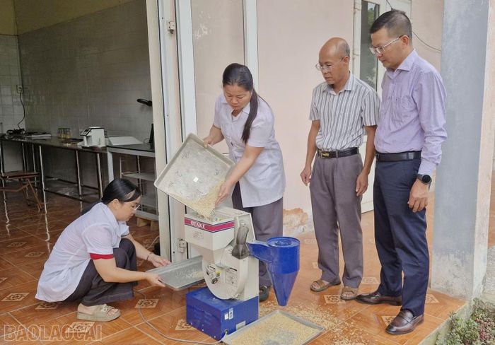 Kiểm soát gạo của giống lúa LC26.