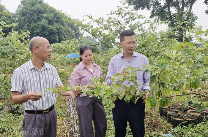 Giống đại táo mới được nhân giống và trồng thử nghiệm tại trung tâm.