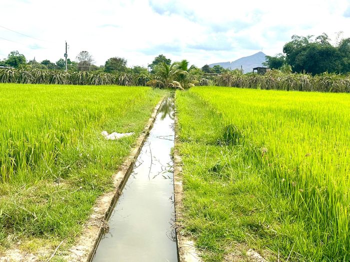 Nguồn nước thủy lợi đảm bảo sản xuất trong kế hoạch