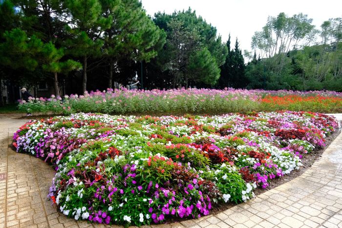 Tại những công viên, vườn hoa và không gian công cộng, các loại hoa với màu sắc đa dạng được bố trí, chăm sóc phù hợp với từng vị trí