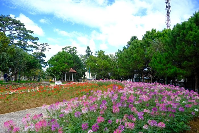 Tại những công viên, vườn hoa và không gian công cộng, các loại hoa với màu sắc đa dạng được bố trí, chăm sóc phù hợp với từng vị trí