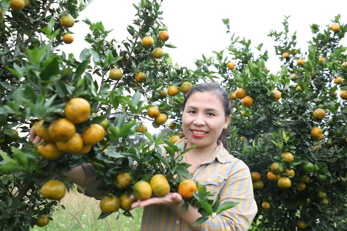 Vườn cam, quýt cho năng suất cao và hương vị đặc trưng nhờ khoáng chất từ núi lửa Nâm Kar