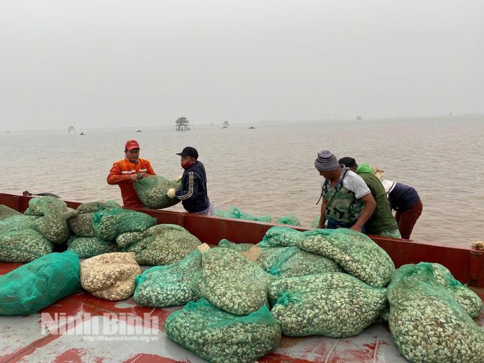 Thu hoạch ngao tại xã Kim Đông - địa phương sở hữu vùng nuôi ngao sinh thái quy mô lớn đạt chứng nhận ASC. Ảnh: Nguyễn Lựu