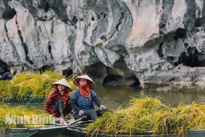 Nông dân chở lúa chín trên dòng sông Ngô Đồng, mô hình kết hợp hài hòa giữa canh tác nông nghiệp sinh thái với bảo tồn cảnh quan và phát triển du lịch di sản. Ảnh: Ngọc Linh