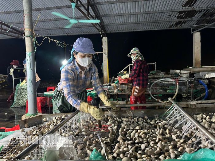 Phân loại, đóng gói ngao phục vụ thị trường nội địa và xuất khẩu. Ảnh: Nguyễn Lựu