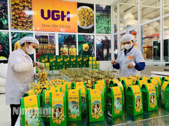 Đóng gói sản phẩm Trà hoa vàng hữu cơ tại Công ty TNHH Dược liệu Vũ Gia, đáp ứng các tiêu chuẩn khắt khe về chất lượng và an toàn thực phẩm. Ảnh: Nguyễn Lựu