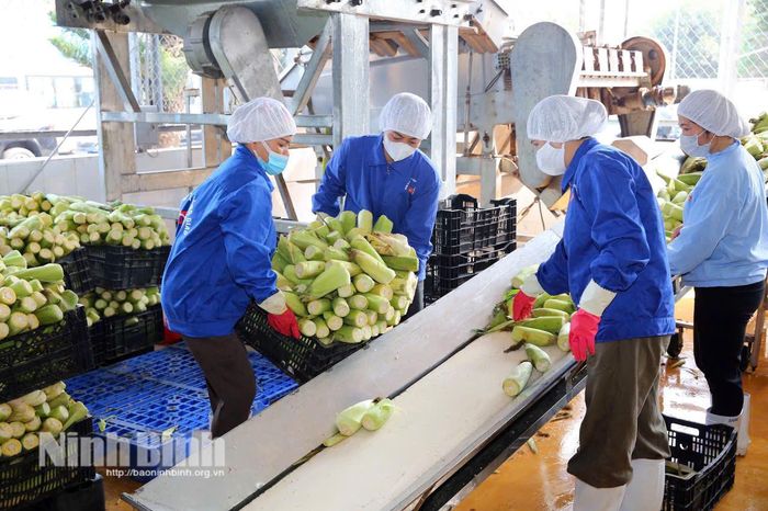 Dây chuyền sơ chế, chế biến ngô ngọt xuất khẩu tại Công ty Cổ phần Thực phẩm Xuất khẩu Đồng Giao, hạt nhân thúc đẩy các chuỗi liên kết giá trị nông sản khép kín của tỉnh. Ảnh: Anh Tuấn
