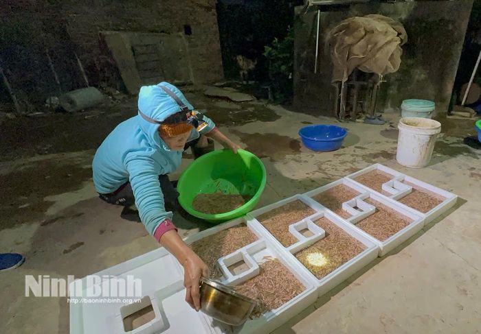 Nông dân xã Khánh Trung phân loại và đóng khay rươi thương phẩm. (Ảnh : Nguyễn Lựu)