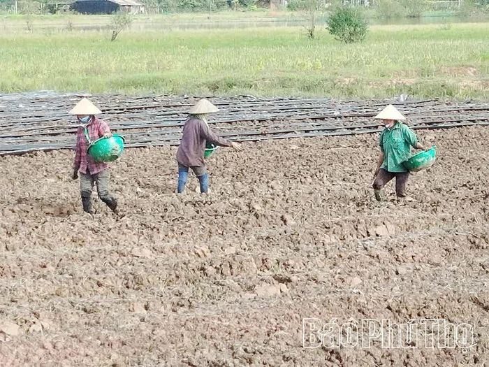Bà con nông dân xã Xuân Đài khử khuẩn cho đất trước khi xuống giống gieo trồng vụ Đông.