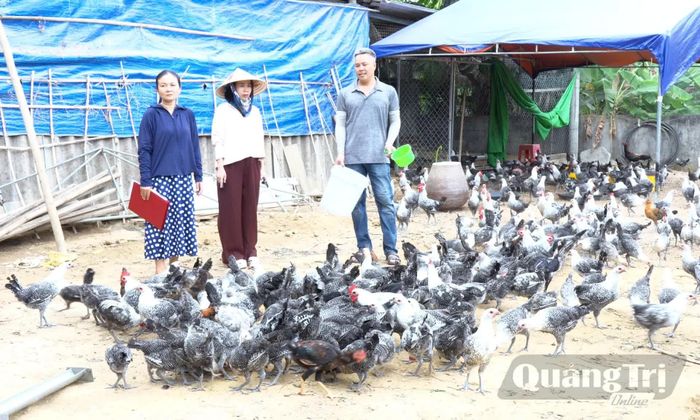Mô hình nuôi gà giống Ai Cập của ông Nguyễn Trần Long, xã Nam Gianh hứa hẹn mang lại hiệu quả kinh tế cao - Ảnh: X.P