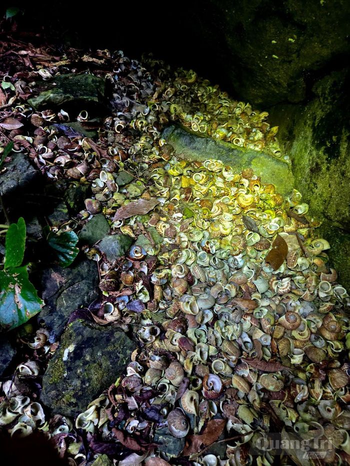 Hố sụt vừa mới phát hiện - Ảnh: Jungle Boss