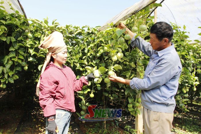 Công nhân Công ty cổ phần Thương mại Duy Khánh, phường Chiềng Sinh kiểm tra chất lượng quả chanh leo.