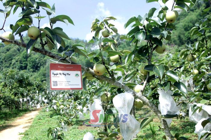 Gắn mã QR code truy xuất nguồn gốc cho sản phẩm tại HTX Kiên Cường, xã Phiêng Khoài, Sơn La
