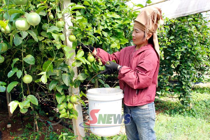 Công nhân Công ty cổ phần Thương mại Duy Khánh thu hoạch chanh leo.