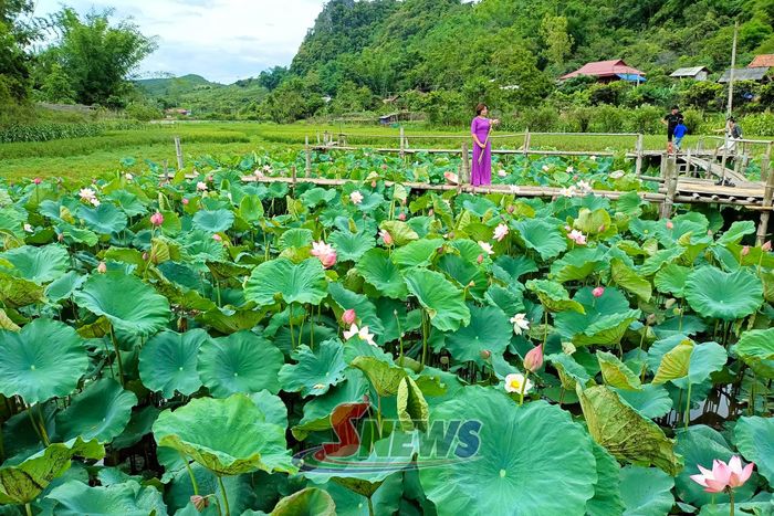 Du khách check in ở đầm hoa sen tổ 14, phường Chiềng Sinh.