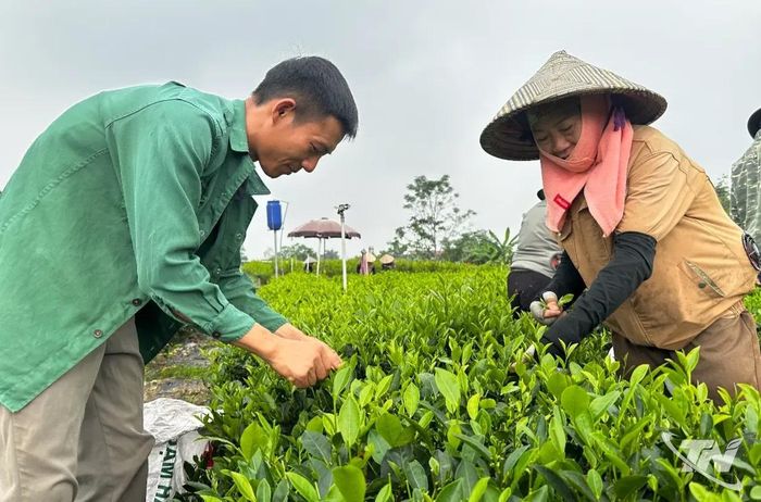 Tham gia Hợp tác xã Trà Nguyên Long giúp anh Nguyễn Văn Đạt, xóm Nam Thái, xã Tân Cương đổi mới phương thức sản xuất, nâng cao chất lượng chè và ổn định đầu ra với giá bán tốt hơn.